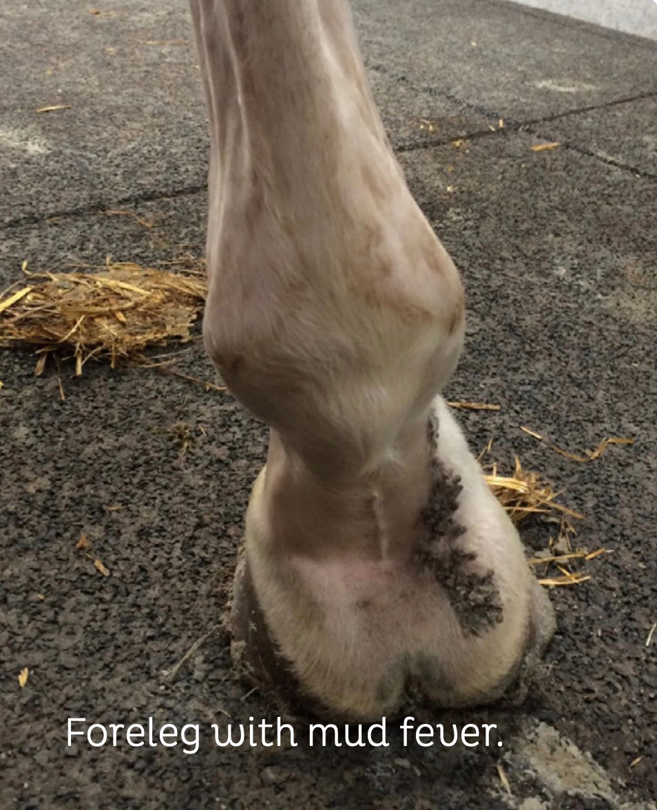 MudDoc